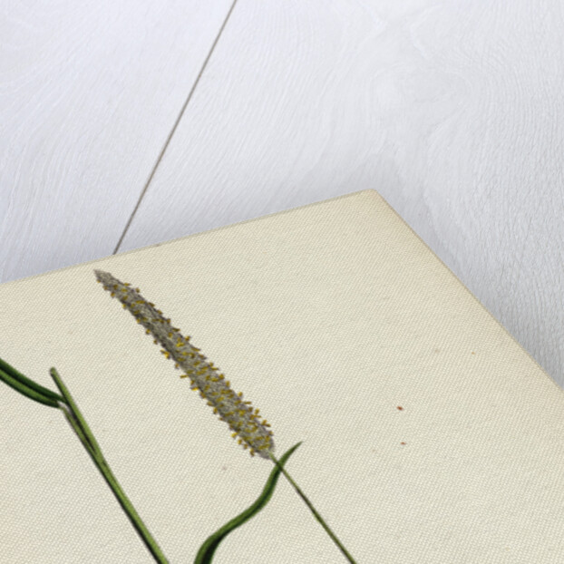 Phleum Böhmeri Purple-Stalked Timothy-Grass by Anonymous