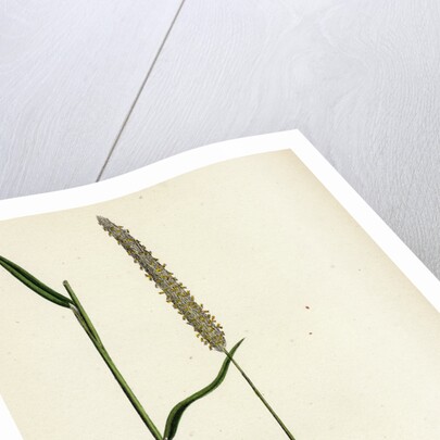 Phleum Böhmeri Purple-Stalked Timothy-Grass by Anonymous