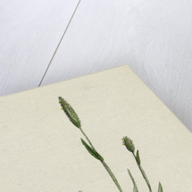 Phleum Arenarium Sand Timothy-Grass by Anonymous