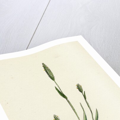 Phleum Arenarium Sand Timothy-Grass by Anonymous