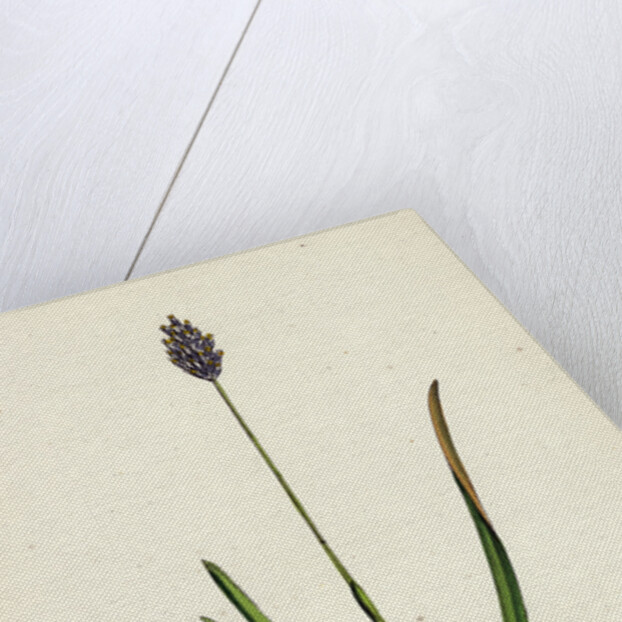 Sesleria Caerulea Blue Moor-Grass by Anonymous