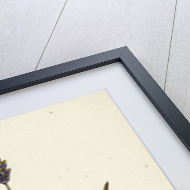 Sesleria Caerulea Blue Moor-Grass by Anonymous