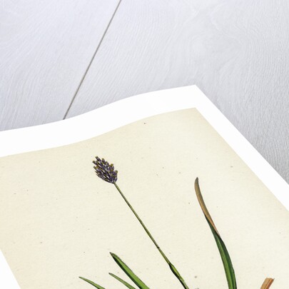 Sesleria Caerulea Blue Moor-Grass by Anonymous