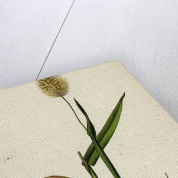 Lagurus Ovatus Ovate Hare's-Tail-Grass by Anonymous