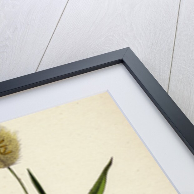 Lagurus Ovatus Ovate Hare's-Tail-Grass by Anonymous