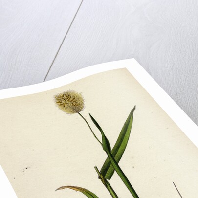 Lagurus Ovatus Ovate Hare's-Tail-Grass by Anonymous