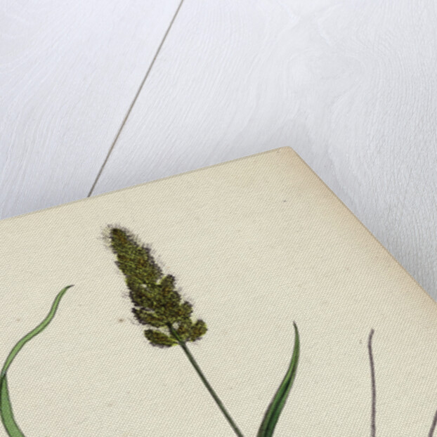 Polypogon Monspeliensis Annual Beard-Grass by Anonymous