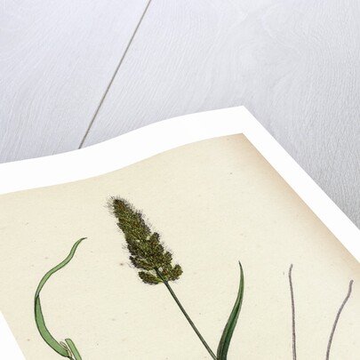 Polypogon Monspeliensis Annual Beard-Grass by Anonymous