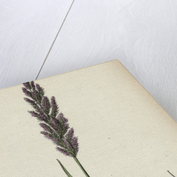 Polypogon Littoralis Perennial Beard-Grass by Anonymous