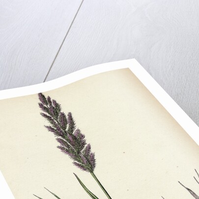 Polypogon Littoralis Perennial Beard-Grass by Anonymous