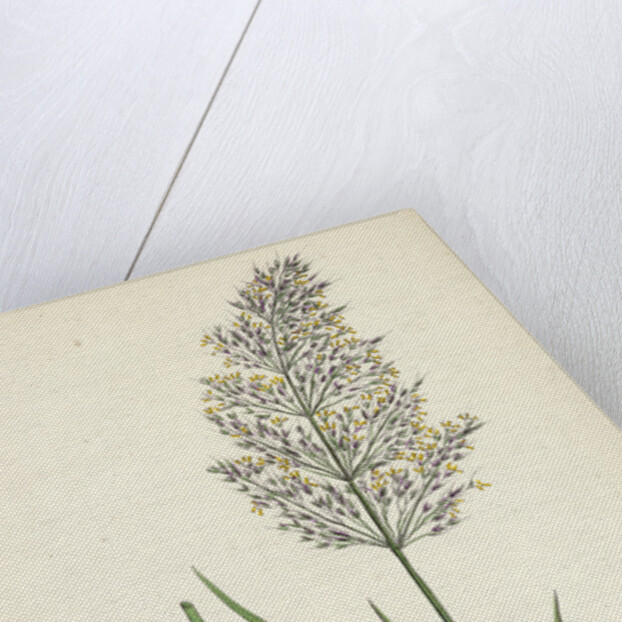 Agrostis Spica-Venti Spreading Silky Bent-Grass by Anonymous