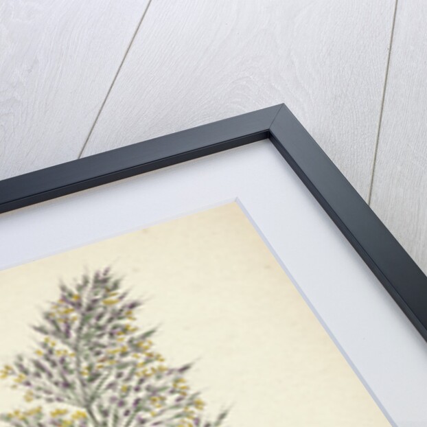 Agrostis Spica-Venti Spreading Silky Bent-Grass by Anonymous