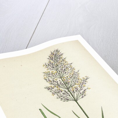 Agrostis Spica-Venti Spreading Silky Bent-Grass by Anonymous