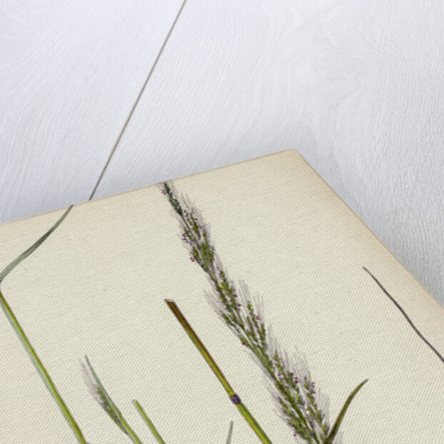 Agrostis Interrupta Dense-Flowered Silky Bent-Grass by Anonymous