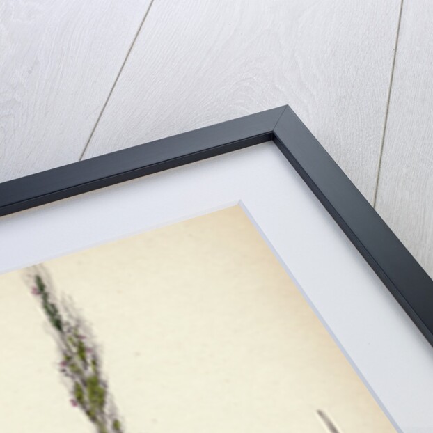 Agrostis Interrupta Dense-Flowered Silky Bent-Grass by Anonymous