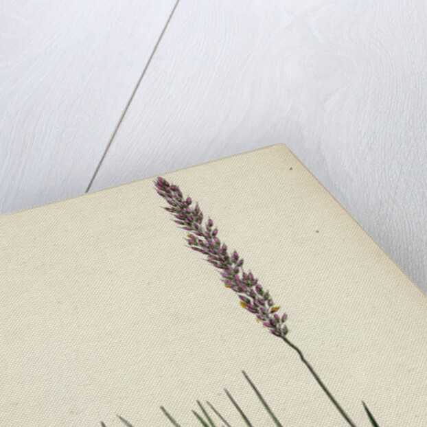 Agrostis Setacea Bristle-Leaved Bent-Grass by Anonymous