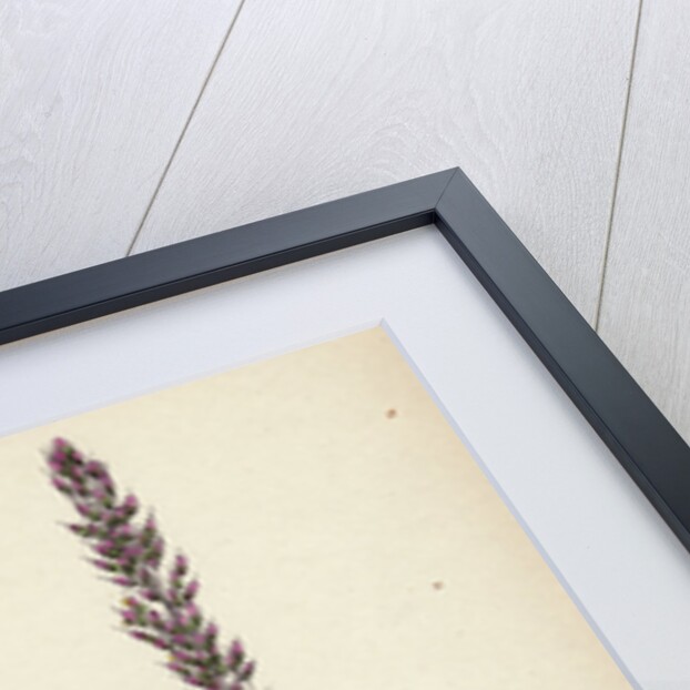 Agrostis Setacea Bristle-Leaved Bent-Grass by Anonymous