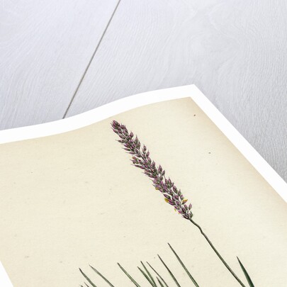 Agrostis Setacea Bristle-Leaved Bent-Grass by Anonymous