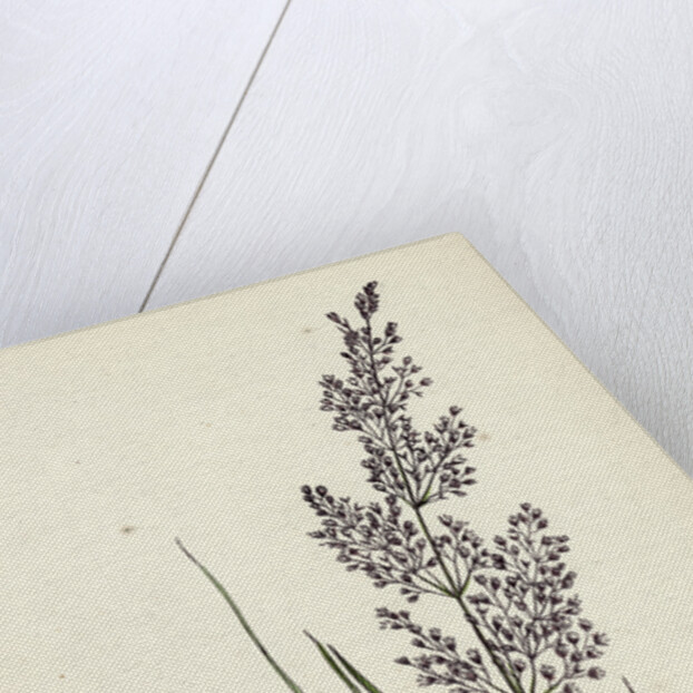 Agrostis Canina Brown Bent-Grass by Anonymous