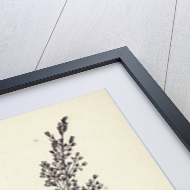 Agrostis Canina Brown Bent-Grass by Anonymous