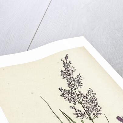 Agrostis Canina Brown Bent-Grass by Anonymous