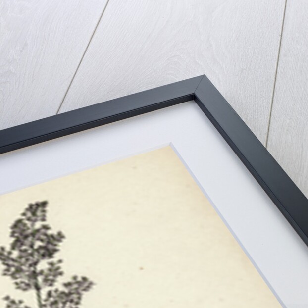 Agrostis Alba Var. Genuina Marsh Bent-Grass Var. A. by Anonymous