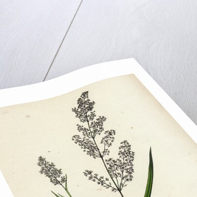 Agrostis Alba Var. Genuina Marsh Bent-Grass Var. A. by Anonymous