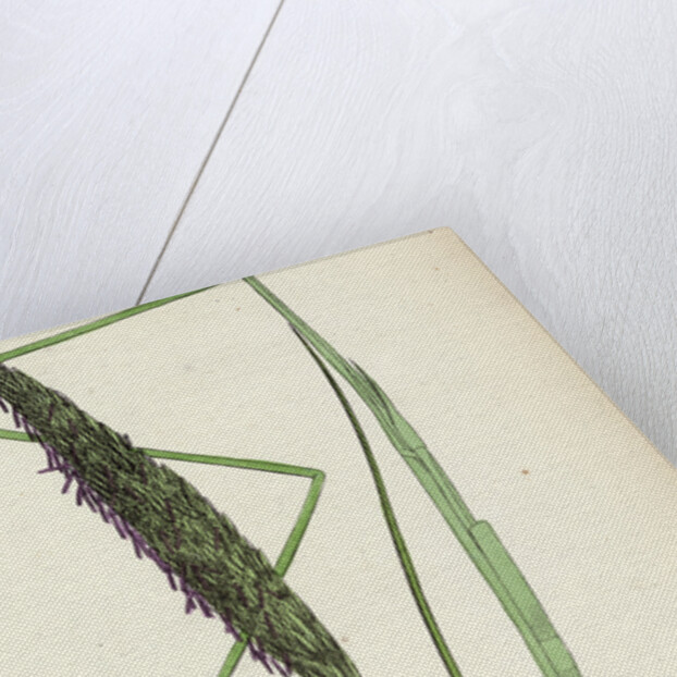 Botanical Print by Anonymous