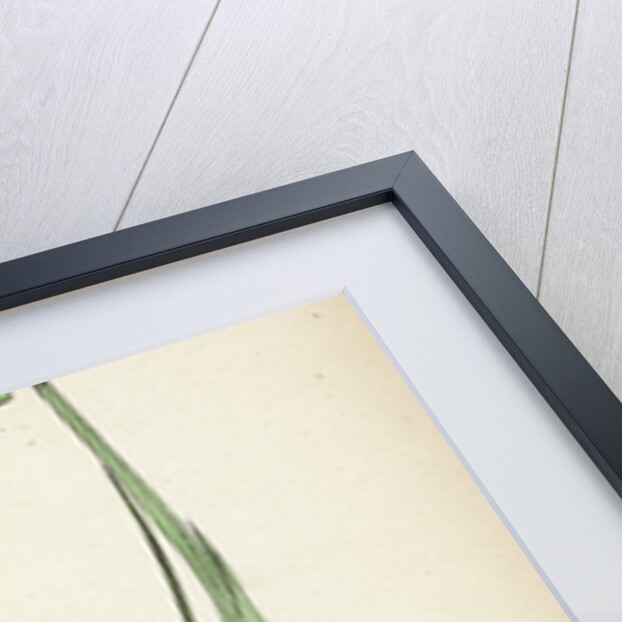 Botanical Print by Anonymous