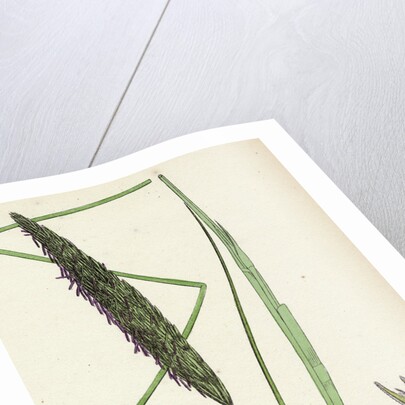 Botanical Print by Anonymous