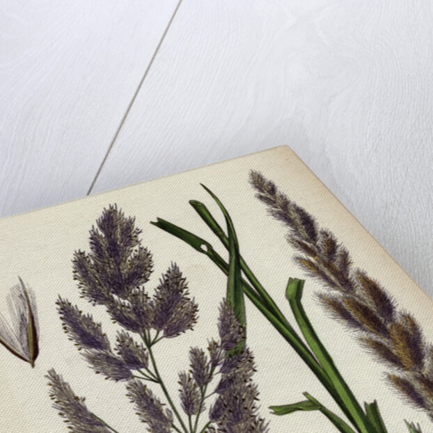 Calamagrostis Epigejos Wood Small-Reed by Anonymous