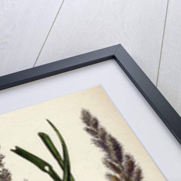 Calamagrostis Epigejos Wood Small-Reed by Anonymous