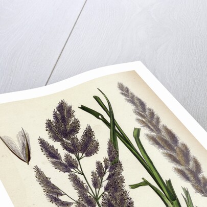 Calamagrostis Epigejos Wood Small-Reed by Anonymous