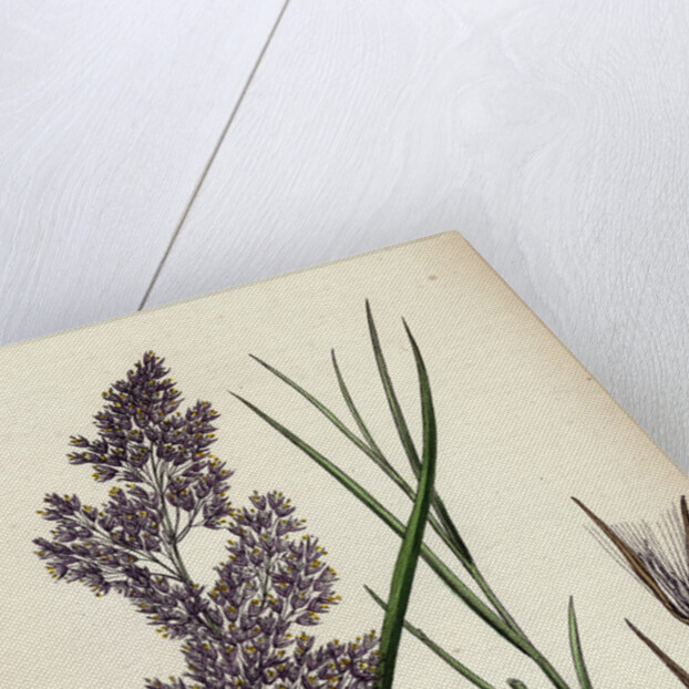 Calamagrostis Lanceolata Purple-Flowered Small-Reed by Anonymous