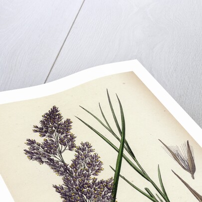 Calamagrostis Lanceolata Purple-Flowered Small-Reed by Anonymous