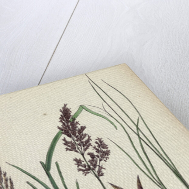 Calamagrostis Stricta Narrow Small-Reed Var. A. by Anonymous