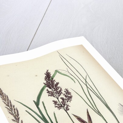 Calamagrostis Stricta Narrow Small-Reed Var. A. by Anonymous