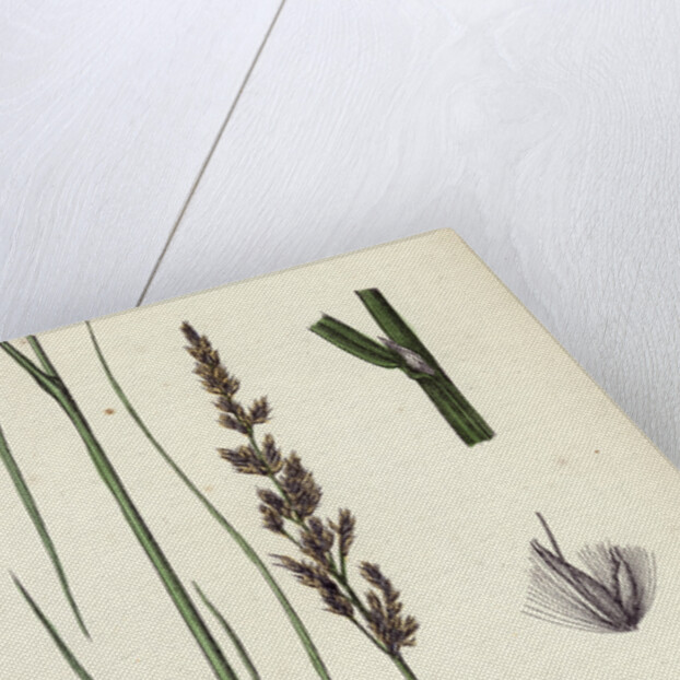 Calamagrostis Stricta Var. Llookeri Narrow Small-Reed Var. B. by Anonymous