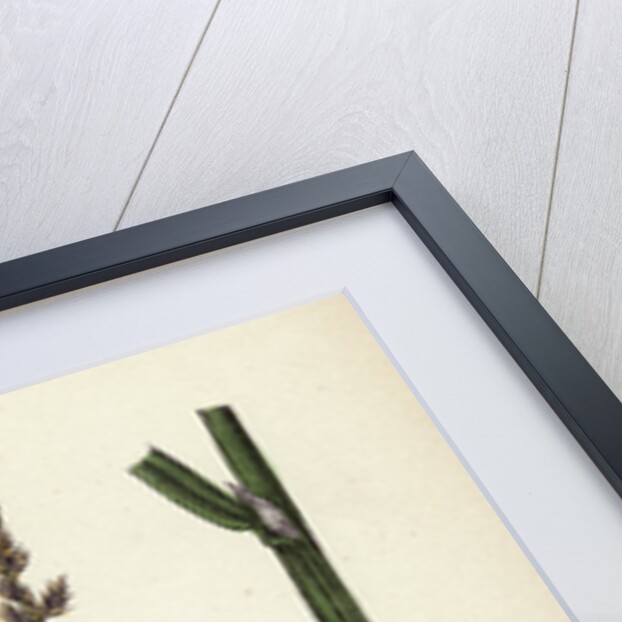 Calamagrostis Stricta Var. Llookeri Narrow Small-Reed Var. B. by Anonymous