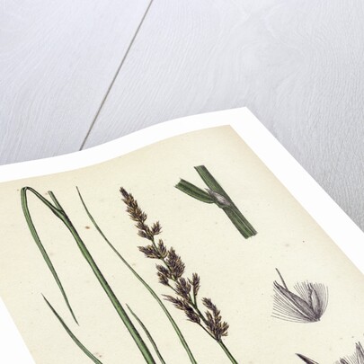 Calamagrostis Stricta Var. Llookeri Narrow Small-Reed Var. B. by Anonymous