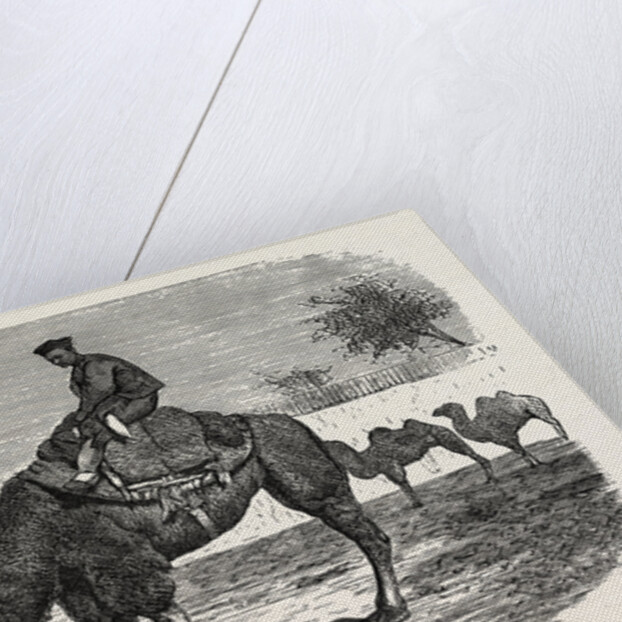 Camels of the North of China by Anonymous