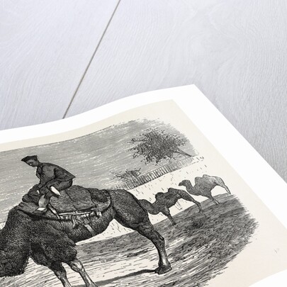 Camels of the North of China by Anonymous