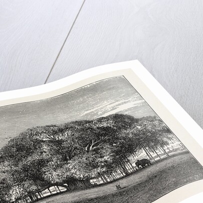 The Great Banyan Tree (Ficus Indica) in the Botanical Gardens, Calcutta, India by Anonymous