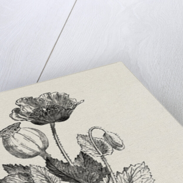The Opium Poppy (Papaver Somniferum) by Anonymous