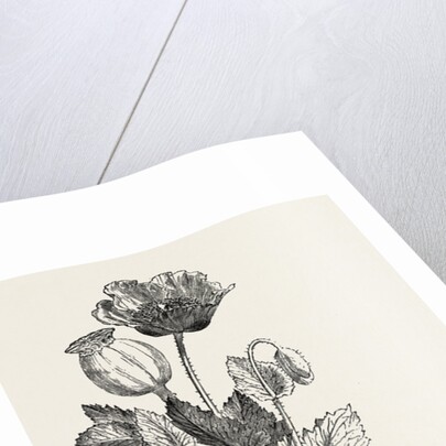 The Opium Poppy (Papaver Somniferum) by Anonymous
