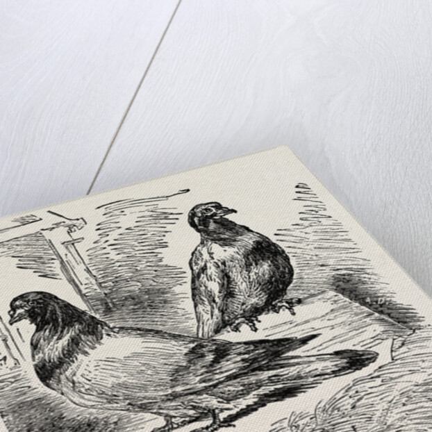 The Famous Pigeon Gambetta and Keratry by Anonymous