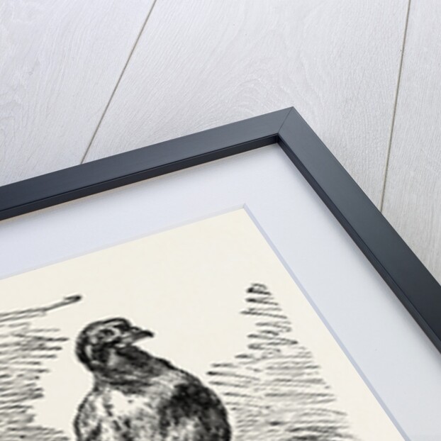 The Famous Pigeon Gambetta and Keratry by Anonymous