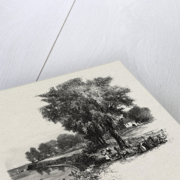 Catawba Vineyard, Pelee Island, Canada by Anonymous