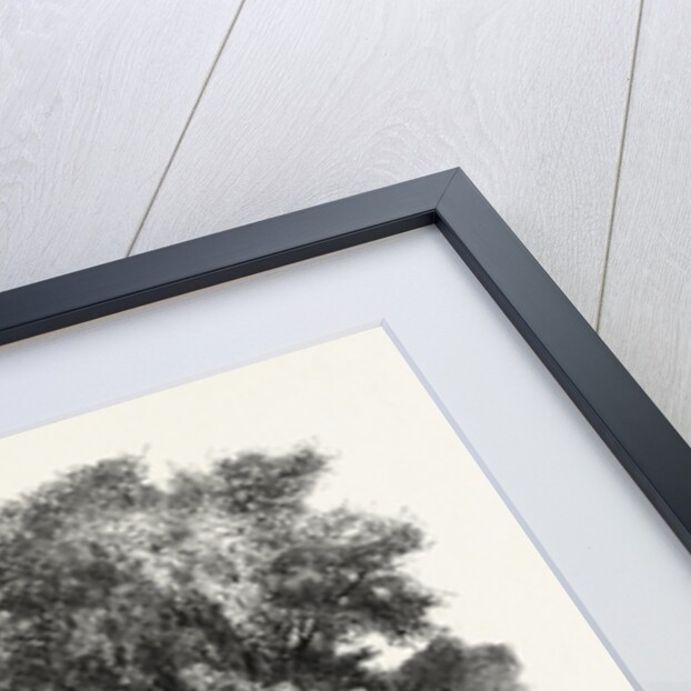 Catawba Vineyard, Pelee Island, Canada by Anonymous