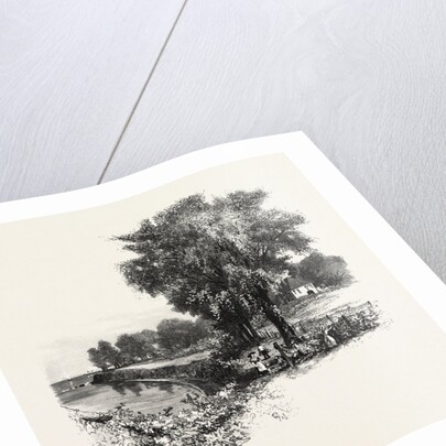 Catawba Vineyard, Pelee Island, Canada by Anonymous